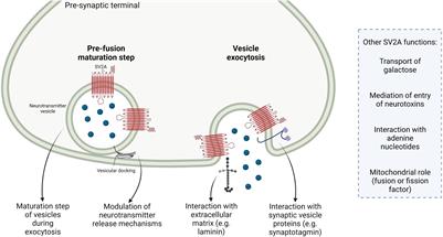 Synaptic Vesicle Glycoprotein 2A: Features and Functions